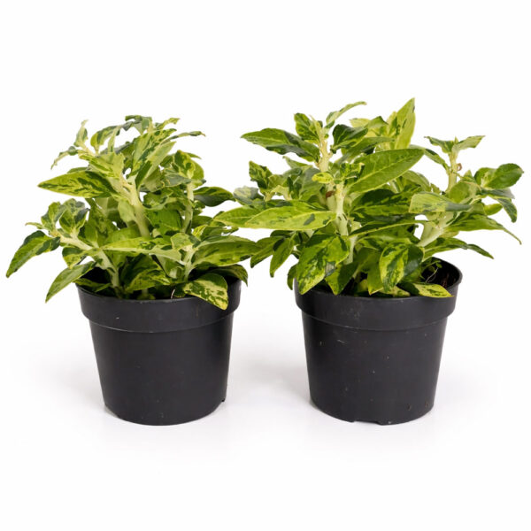 Pedilanthus-Tithymaloides