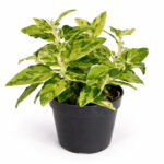 Pedilanthus-Tithymaloides