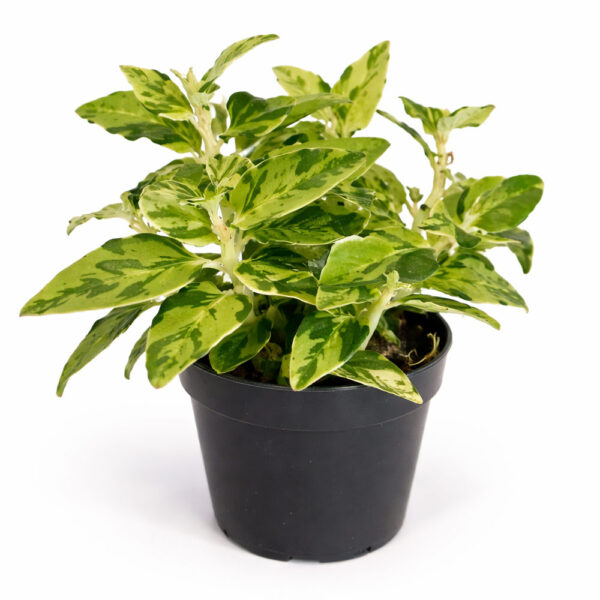 Pedilanthus-Tithymaloides Pedilanthus-Tithymaloides