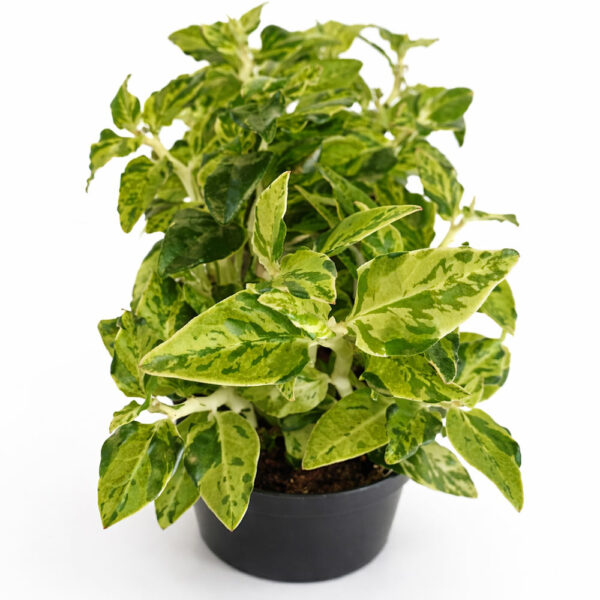 Pedilanthus-Tithymaloides