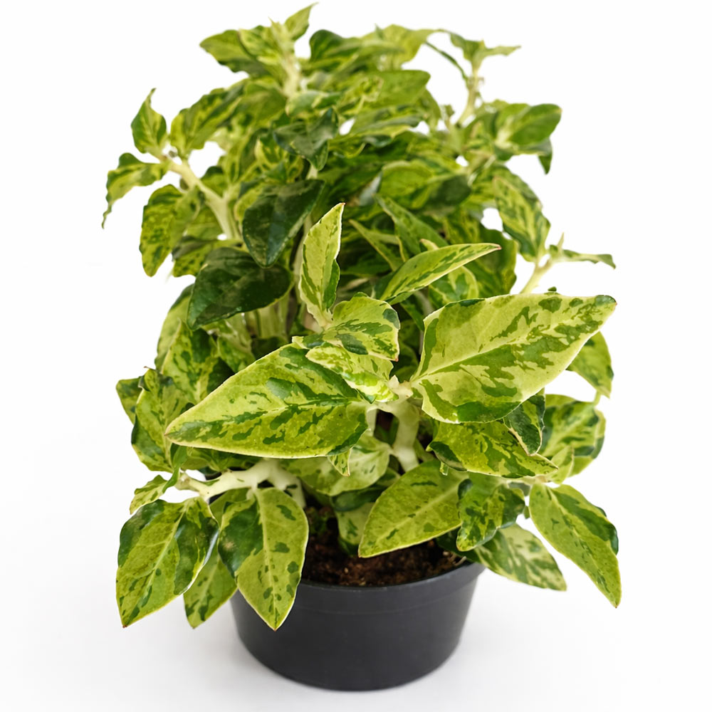 Pedilanthus-Tithymaloides