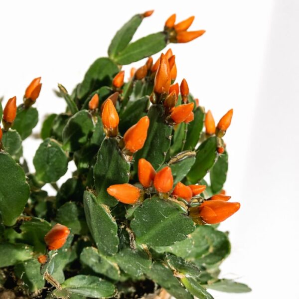 Rhipsalidopsis ciemny ORANGE