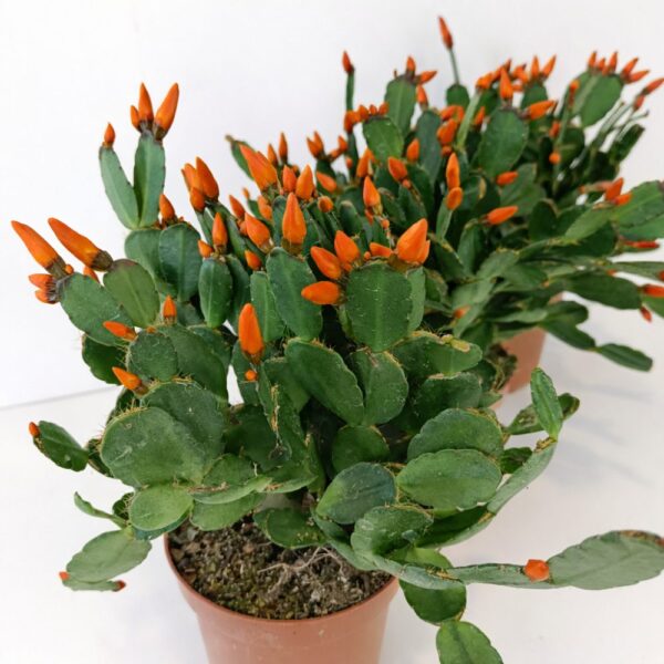 Rhipsalidopsis ciemny ORANGE