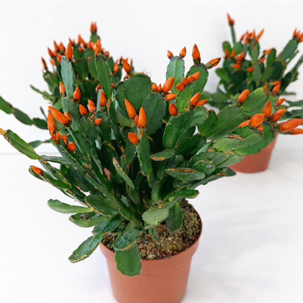 Rhipsalidopsis ciemny ORANGE