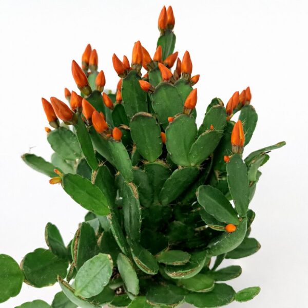 Rhipsalidopsis ciemny ORANGE