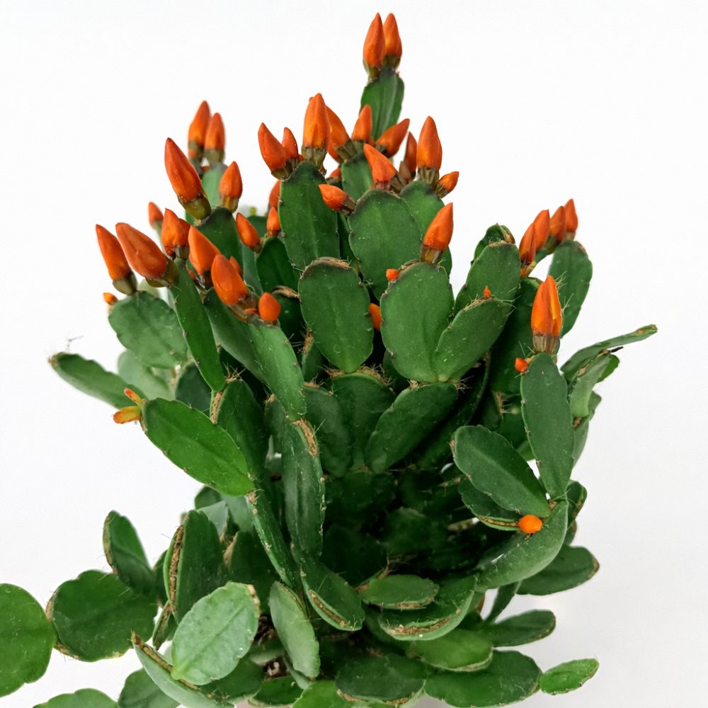 Rhipsalidopsis ciemny ORANGE