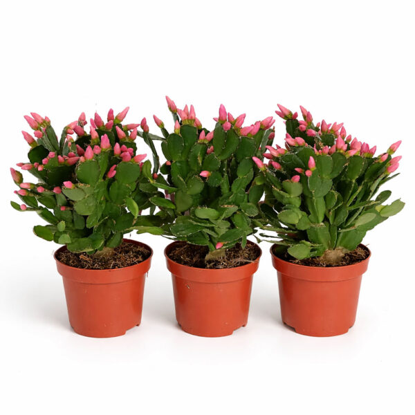 Rhipsalidopsis pink-kaktus wielkanocny