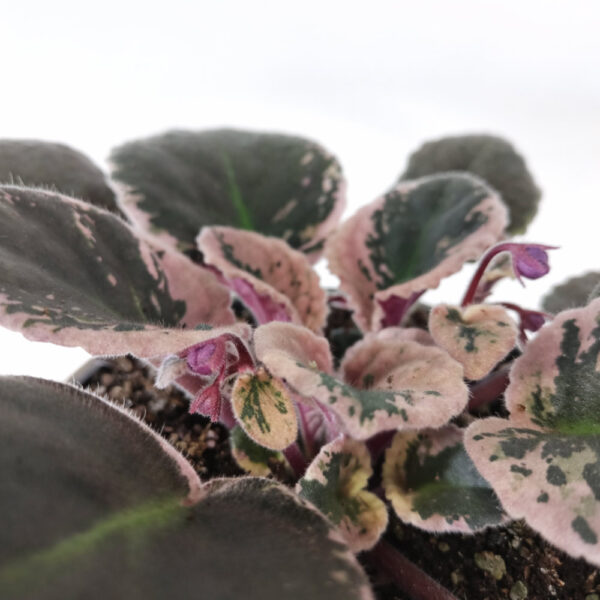 Saintpaulia-Fiołek-afrykański-variegata