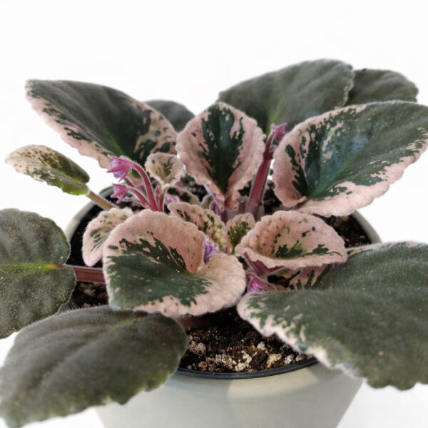 Saintpaulia-Fiołek-afrykański-variegata