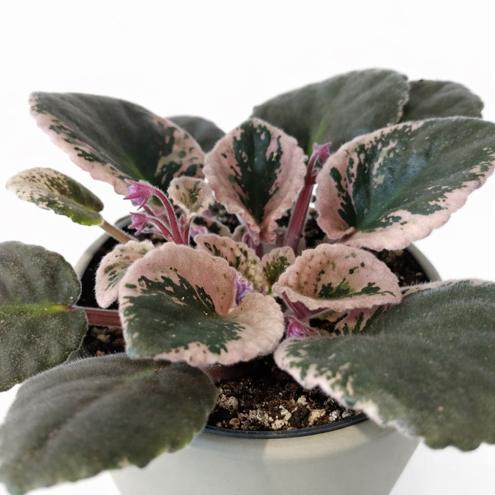 Saintpaulia—Fiołek-afrykański-variegata3