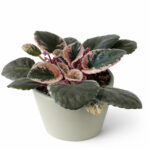 Saintpaulia-Fiołek-afrykański-variegata