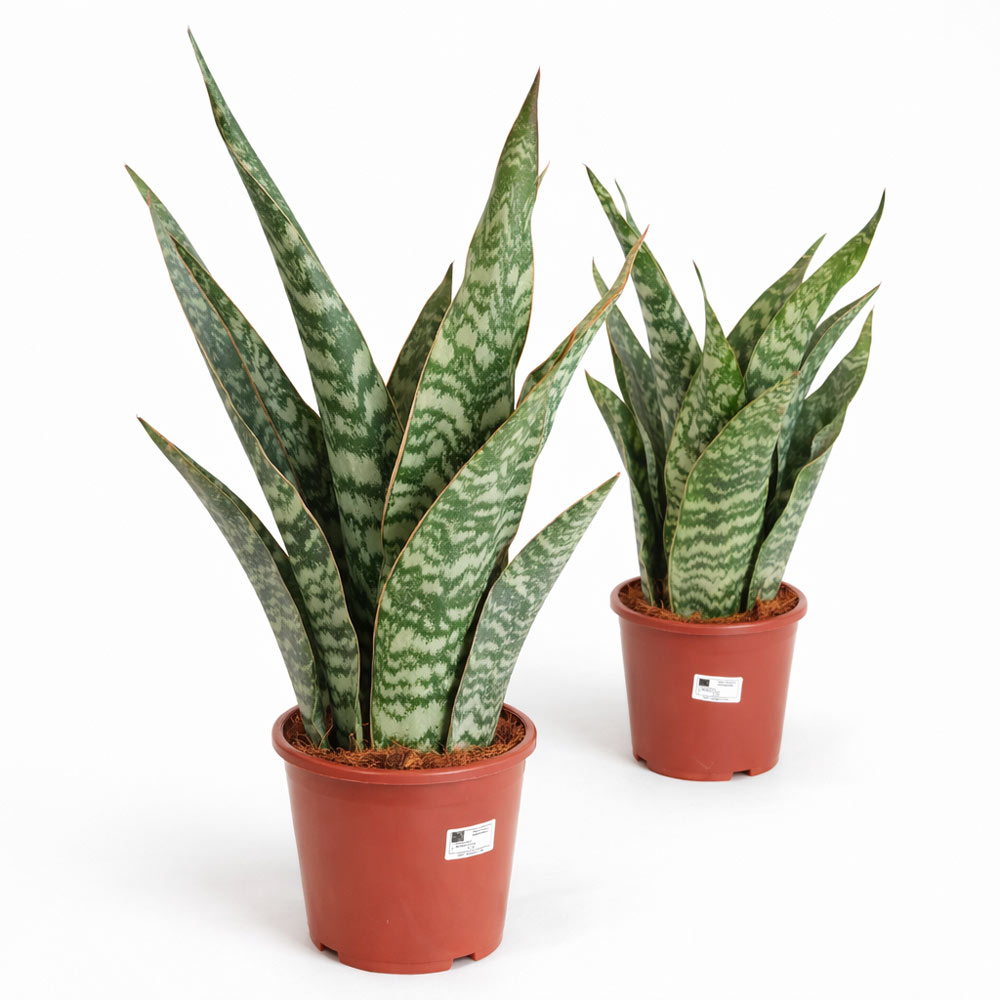 Sansevieria-Aubrytiana-Dragon