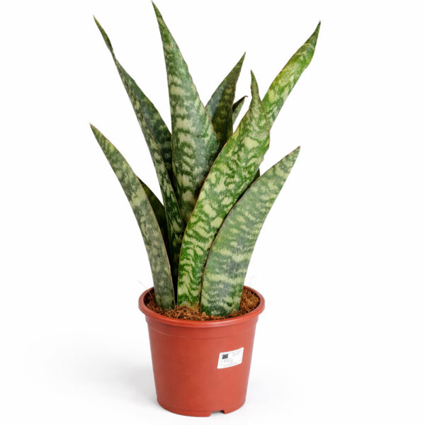 Sansevieria-Aubrytiana-Dragon