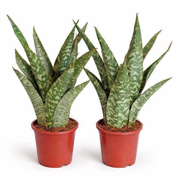 Sansevieria-Aubrytiana-Dragon Sansevieria-Aubrytiana-Dragon