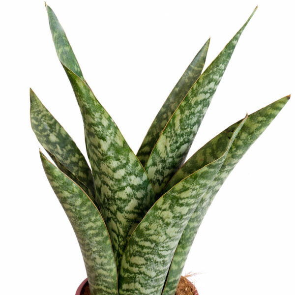 Sansevieria-Aubrytiana-Dragon