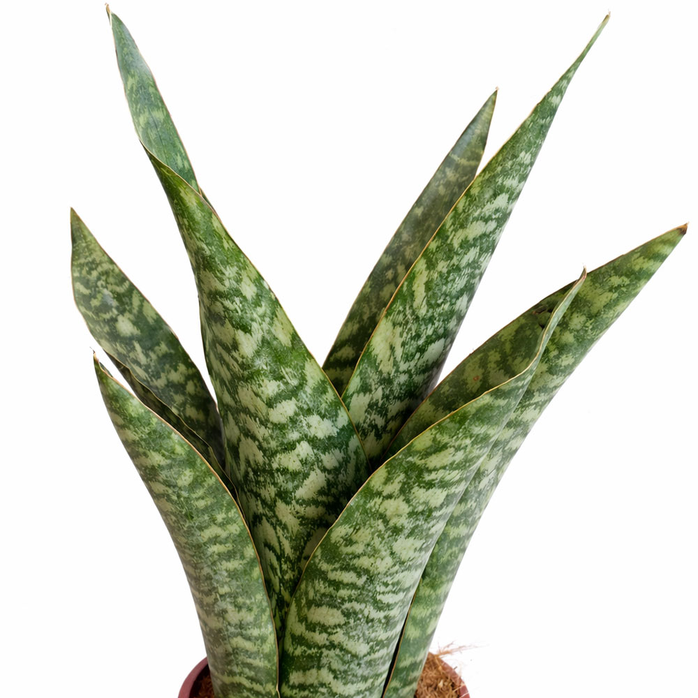 Sansevieria-Aubrytiana-Dragon