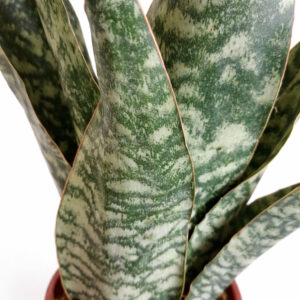 Sansevieria-Aubrytiana-Dragon