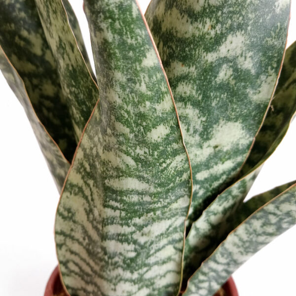 Sansevieria-Aubrytiana-Dragon