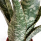 Sansevieria-Aubrytiana-Dragon