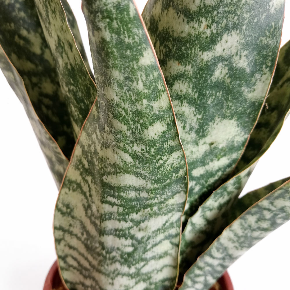 Sansevieria-Aubrytiana-Dragon
