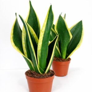 Sansevieria Black Gold Ø9cm