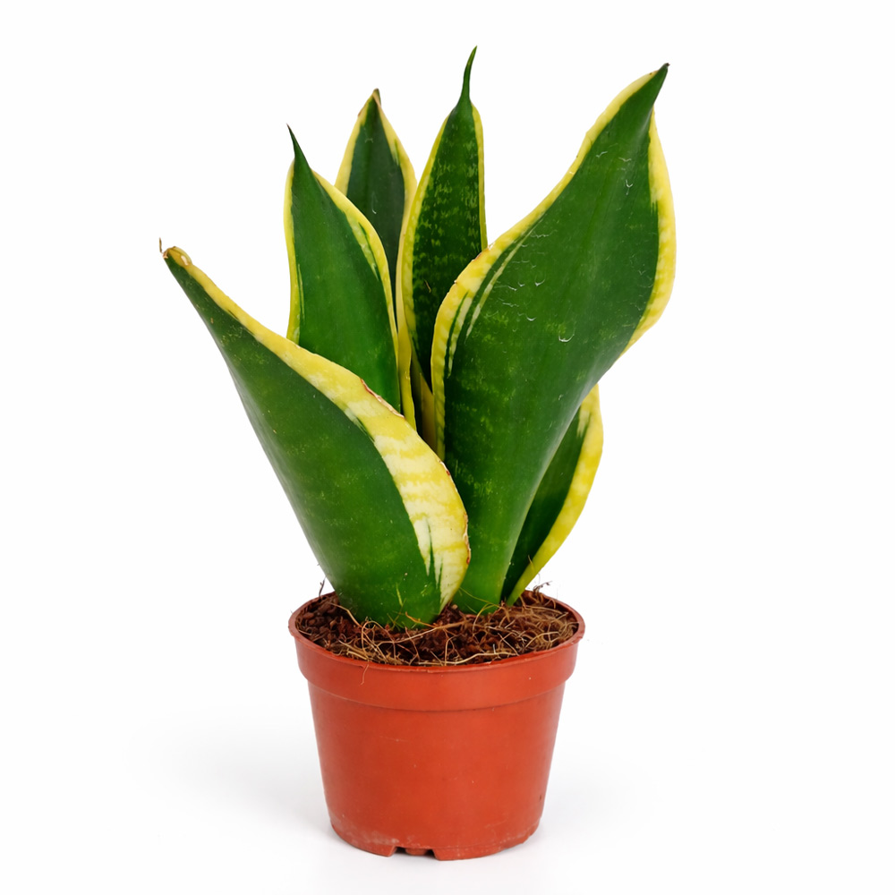 Sansevieria Black Gold