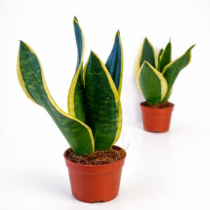 Sansevieria Black Gold