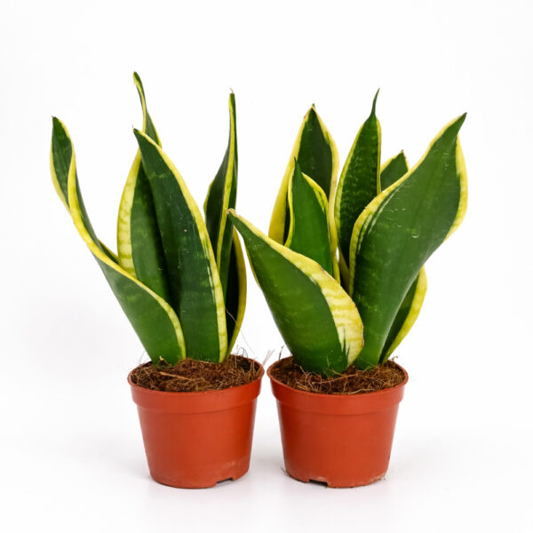 Sansevieria Black Gold