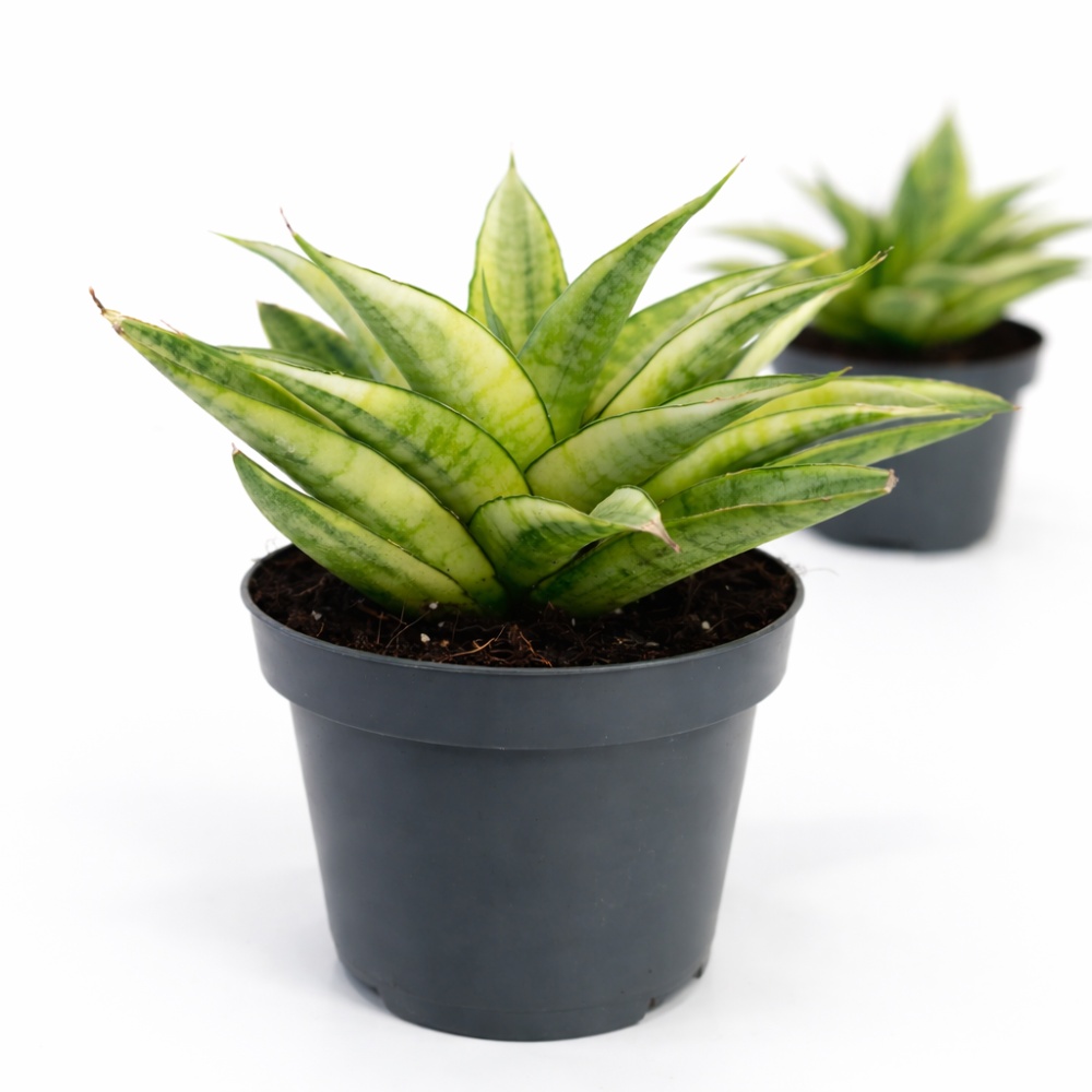 Sansevieria Gabriella Crown