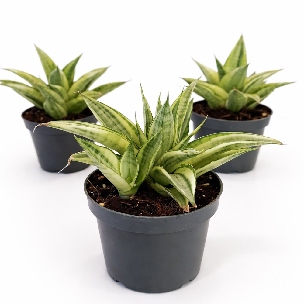 Sansevieria Gabriella Crown2