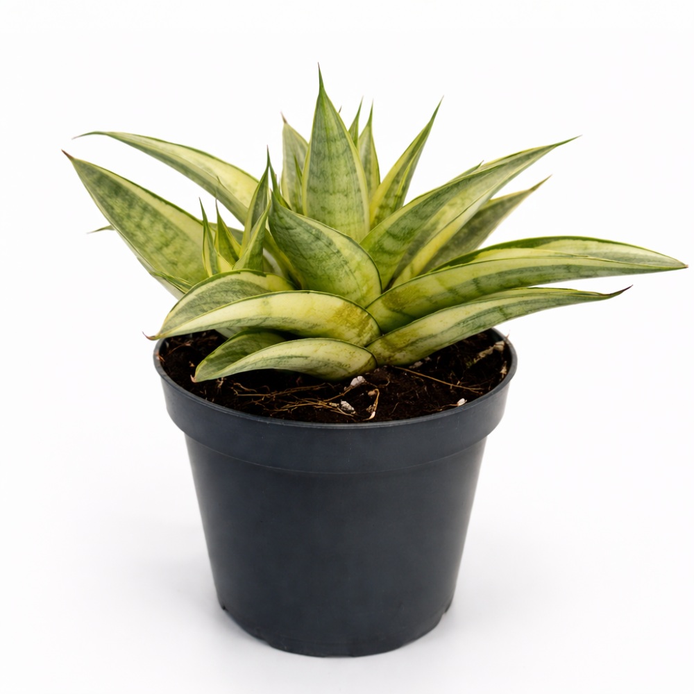 Sansevieria Gabriella Crown3