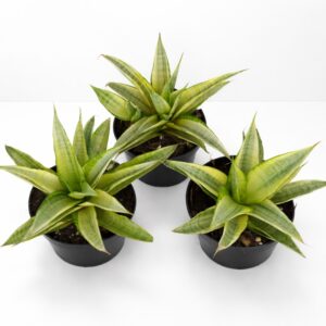 Sansevieria Gabriella Crown