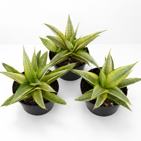 Sansevieria Gabriella Crown