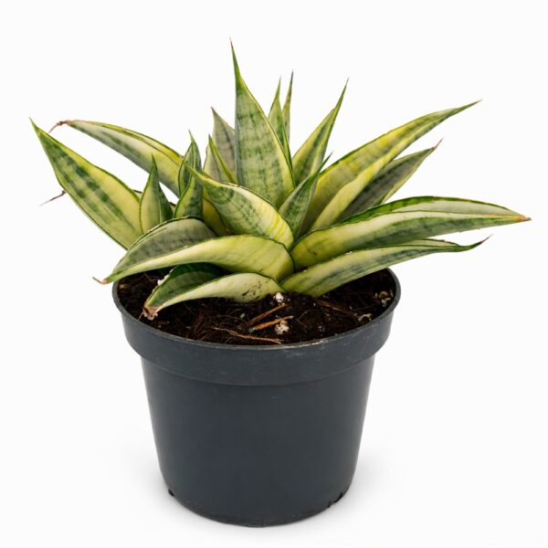 Sansevieria Gabriella Crown
