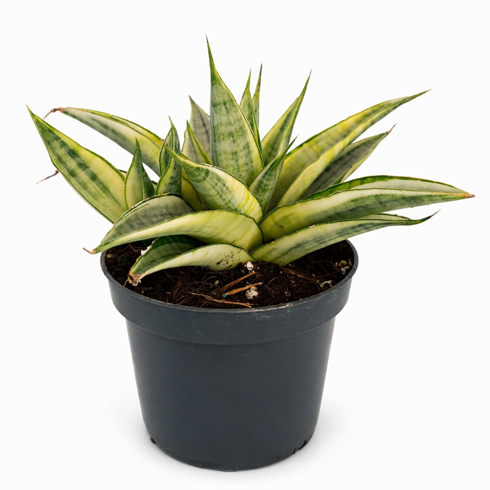 Sansevieria Gabriella Crown5
