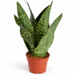 Sansevieria-Jamaiquina-Queen