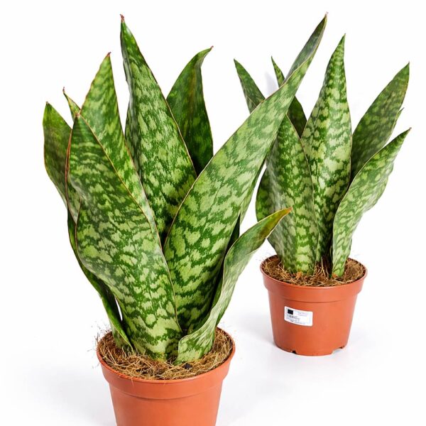 Sansevieria-Jamaiquina-Queen