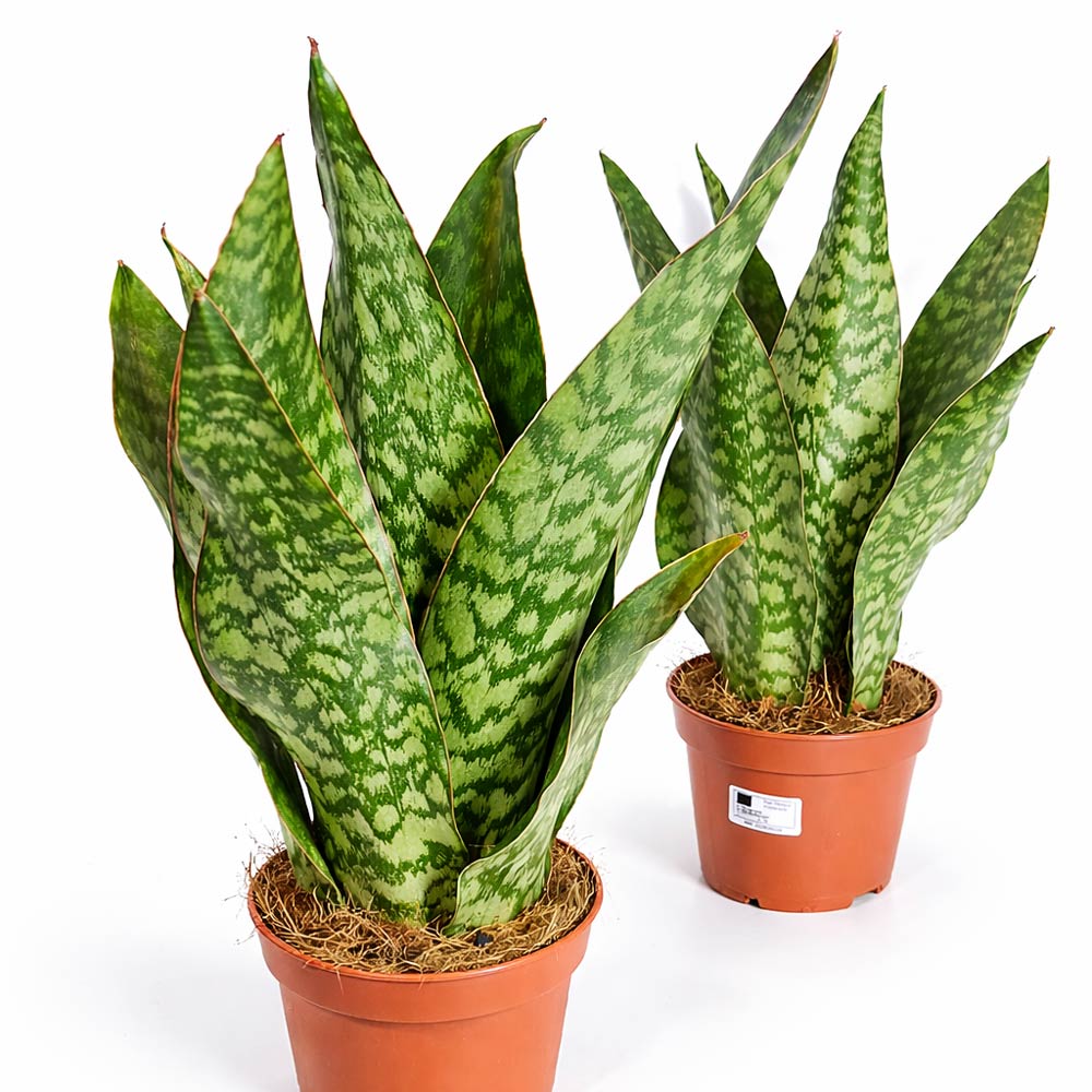 Sansevieria-Jamaiquina-Queen