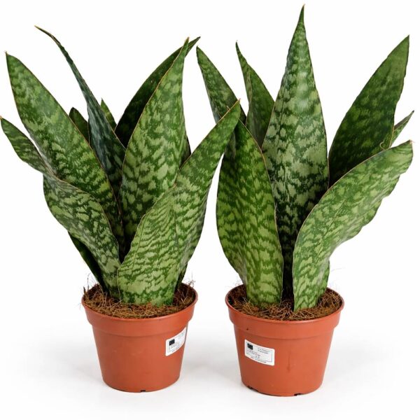 Sansevieria-Jamaiquina-Queen