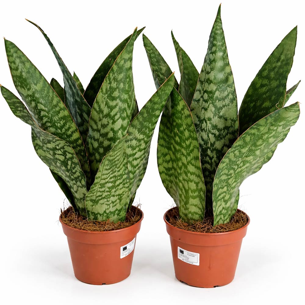 Sansevieria-Jamaiquina-Queen