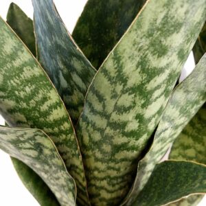 Sansevieria-Jamaiquina-Queen