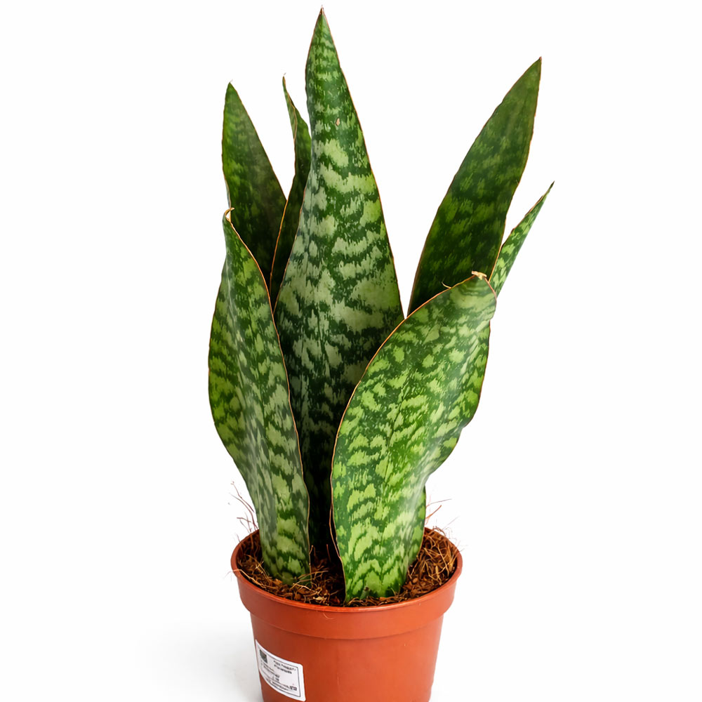 Sansevieria-Jamaiquina-Queen