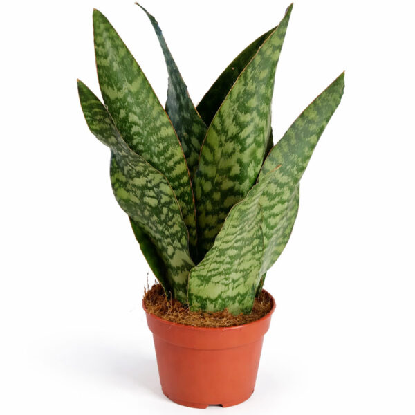 Sansevieria-Jamaiquina-Queen Sansevieria-Jamaiquina-Queen