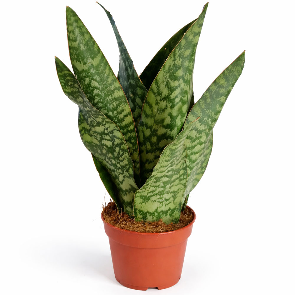Sansevieria-Jamaiquina-Queen