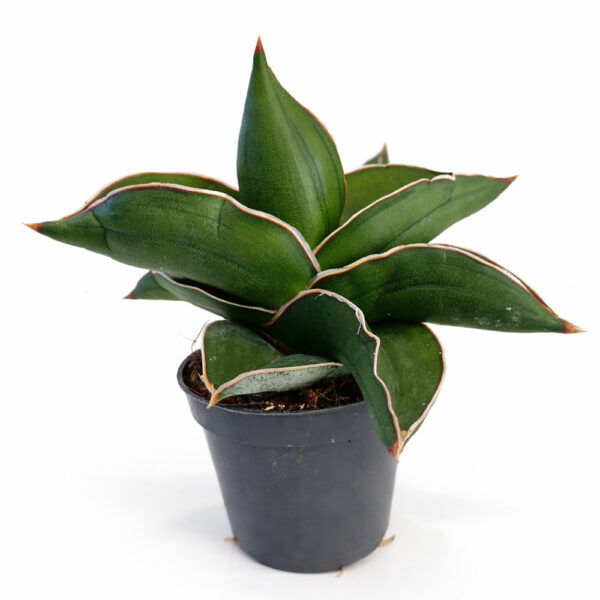 Sansevieria Samurai Dwarf
