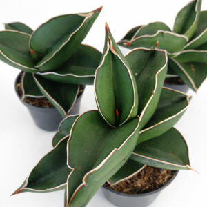 Sansevieria Samurai Dwarf