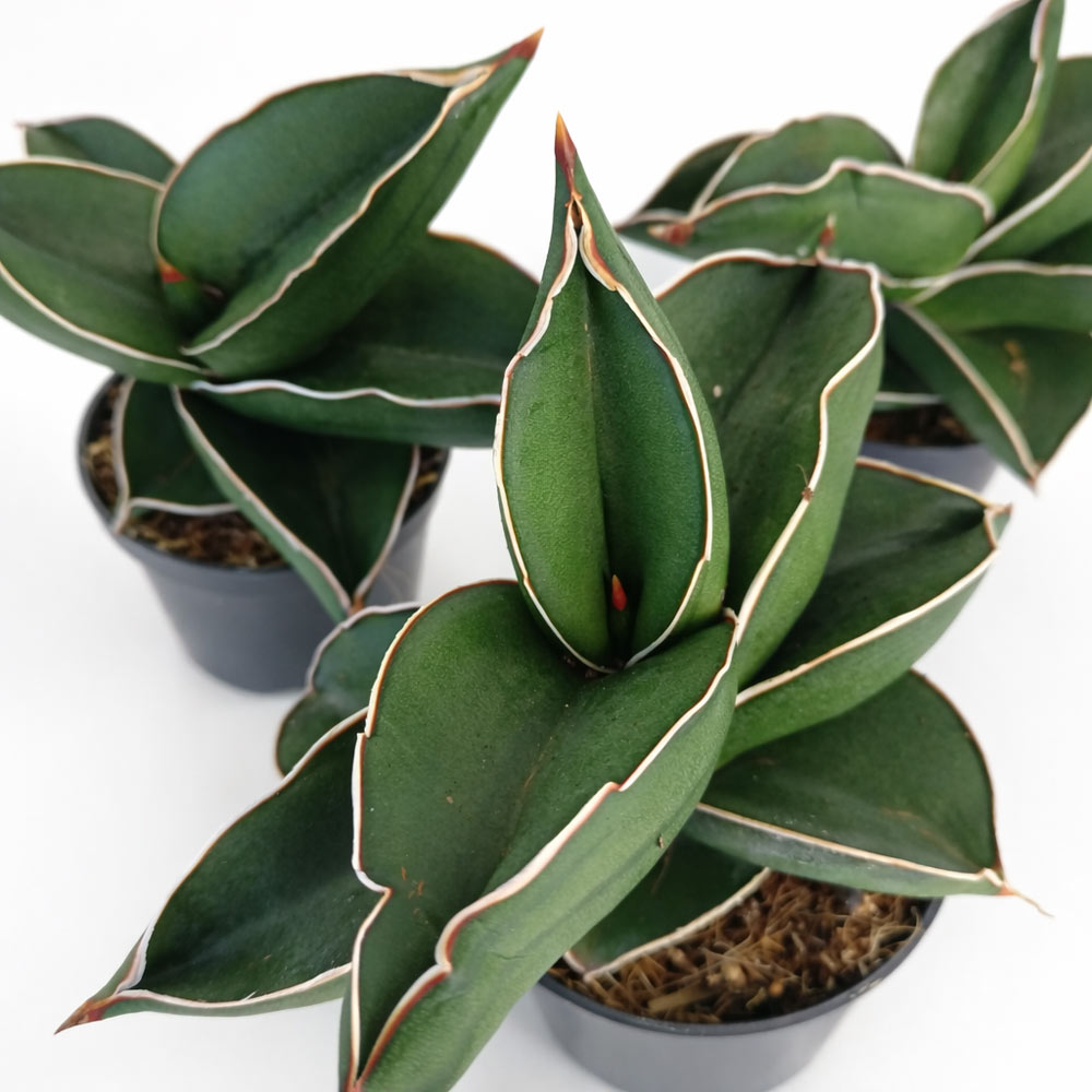 Sansevieria Samurai Dwarf