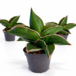 Sansevieria Samurai Dwarf