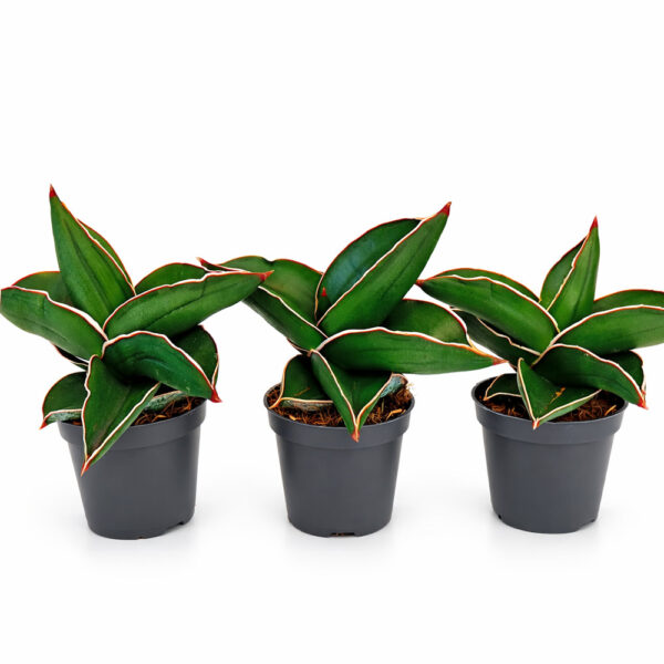 Sansevieria Samurai Dwarf