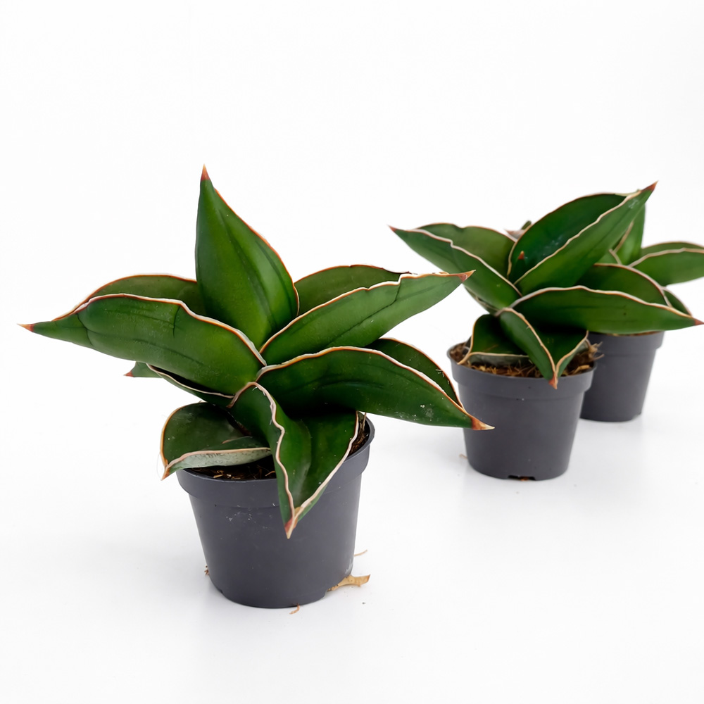 Sansevieria Samurai Dwarf